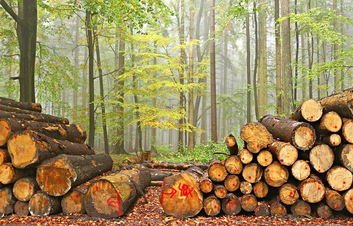 Chất liệu gỗ tự nhiên rừng trồng đóng kệ tivi