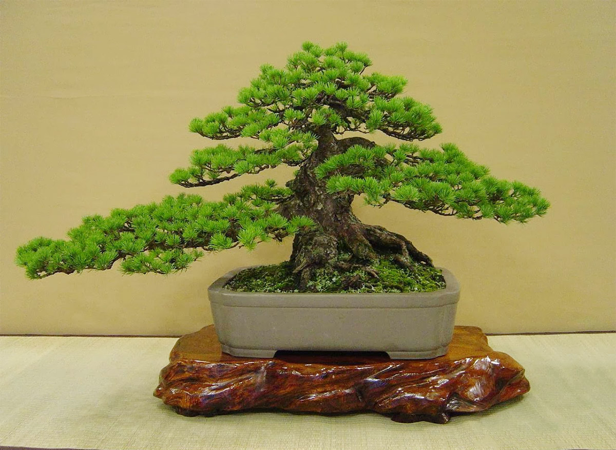 Hình ảnh Chọn cây cảnh bonsai là quà tân gia nhà Sếp ý nghĩa