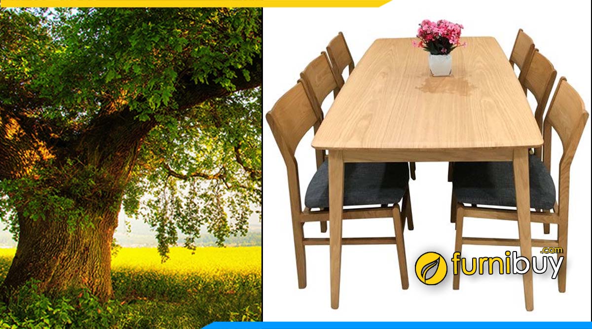 Bộ bàn ăn 6 ghế gỗ sồi Mỹ có nên mua không?