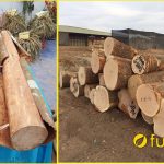 so sánh gỗ quế và gỗ sồi ứng dụng trong nội thất hiện đại