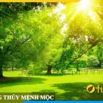 Tranh phong thuy menh moc cho nguoi menh moc