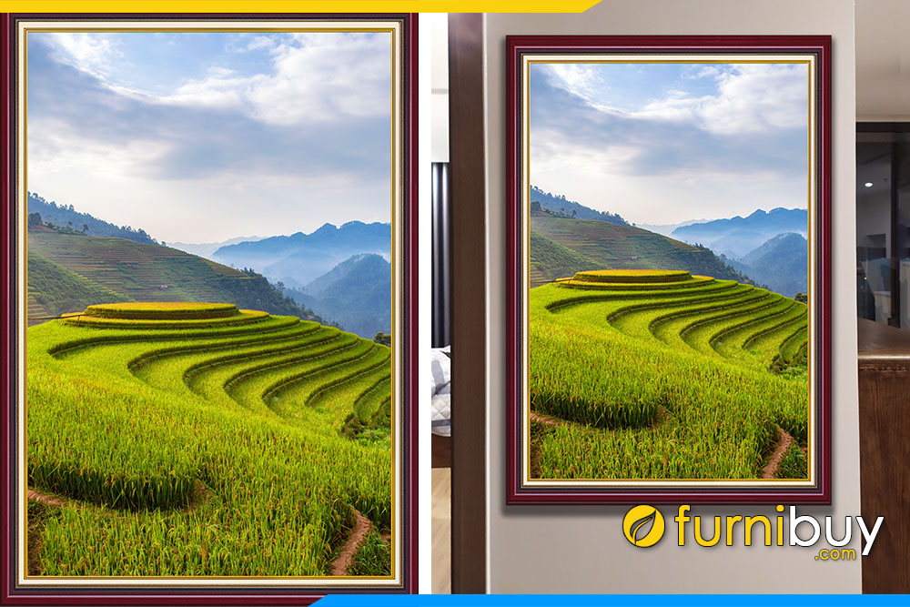 Tranh dia mam xoi tren ruong lua bac thang mu cang chai