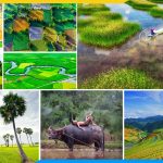 Nhung buc tranh phong canh dong que viet nam dep nhat