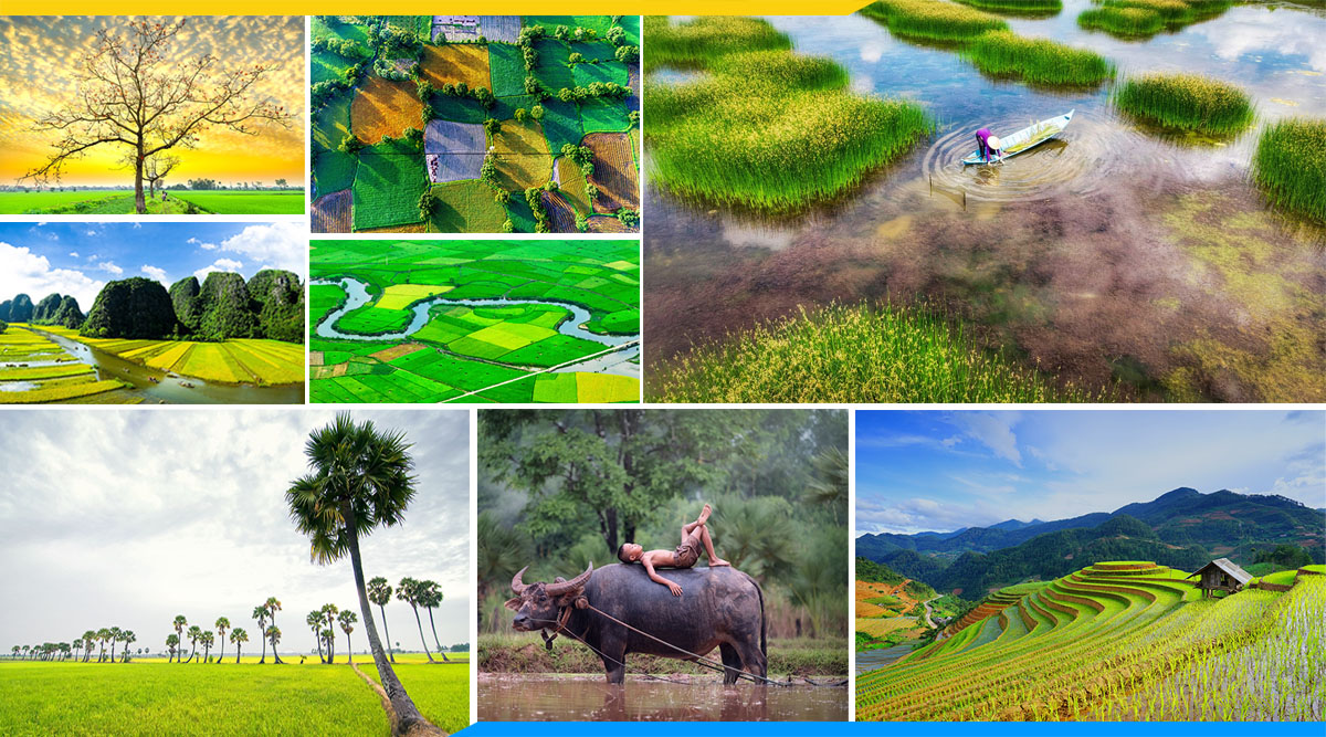 Những bức tranh đồng quê đẹp nhất Việt Nam | {HOT New 2021}