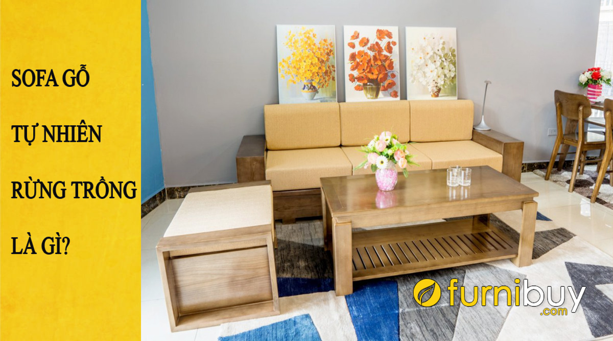 sofa gỗ tự nhiên rừng trồng là gì