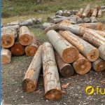 giá bán gỗ dẻ gai bao nhiêu tiền một khối