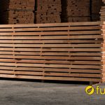 phân loại gỗ dẻ gai có đặc điểm gì