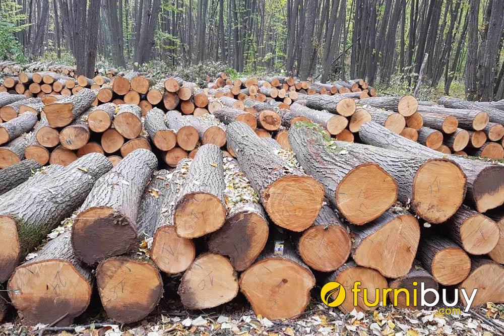 Các loại gỗ sồi phổ biến hiện nay sử dụng tên gọi dựa theo nguồn gốc, xuất xứ