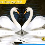 Nhung buc tranh uyen uong treo tuong phong ngu vo chong dep nhat