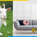 Furnibuy tư vấn chọn sofa phòng giám đốc tuổi Mùi chi tiết nhất