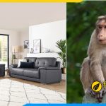Furnibuy tư vấn chọn sofa phòng giám đốc tuổi Thân