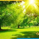 Tranh treo tuong rung cay don nang dep hop menh moc hoa nhat